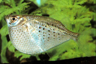 GASTEROPELECUS STERNICLA